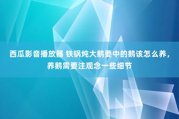 西瓜影音播放器 铁锅炖大鹅要中的鹅该怎么养，养鹅需要注观念一些细节
