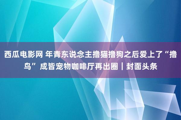 西瓜电影网 年青东说念主撸猫撸狗之后爱上了“撸鸟” 成皆宠物咖啡厅再出圈｜封面头条