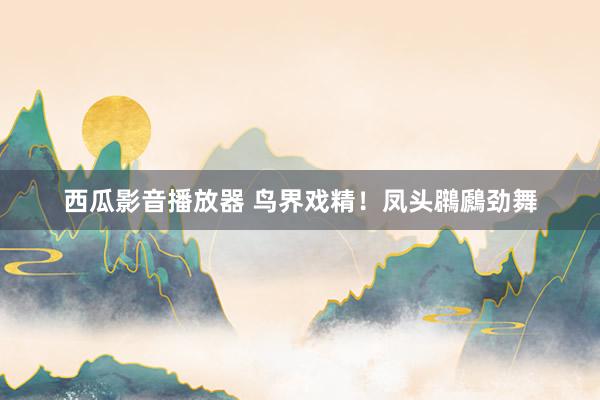 西瓜影音播放器 鸟界戏精！凤头鸊鷉劲舞