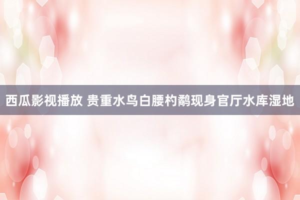 西瓜影视播放 贵重水鸟白腰杓鹬现身官厅水库湿地